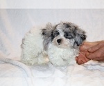 Small #13 ShihPoo