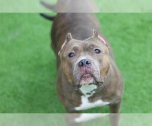American Bulldog-Unknown Mix Dogs for adoption in Grand Prairie, TX, USA