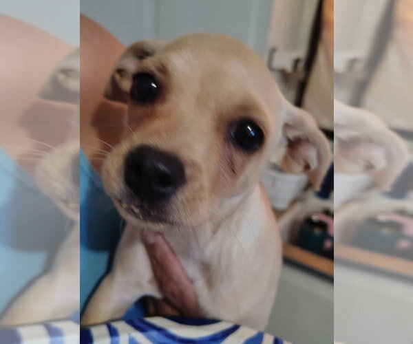 Medium Photo #3 Chihuahua-Unknown Mix Puppy For Sale in Grafton, WI, USA
