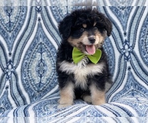 Aussiedoodle Miniature Puppy for sale in LAKELAND, FL, USA