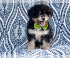 Medium Aussiedoodle Miniature 