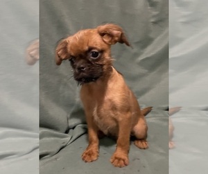 Brussels Griffon Puppy for sale in CHICAGO, IL, USA