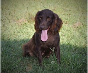 Mother of the Boykin Spaniel puppies born on 03/18/2023