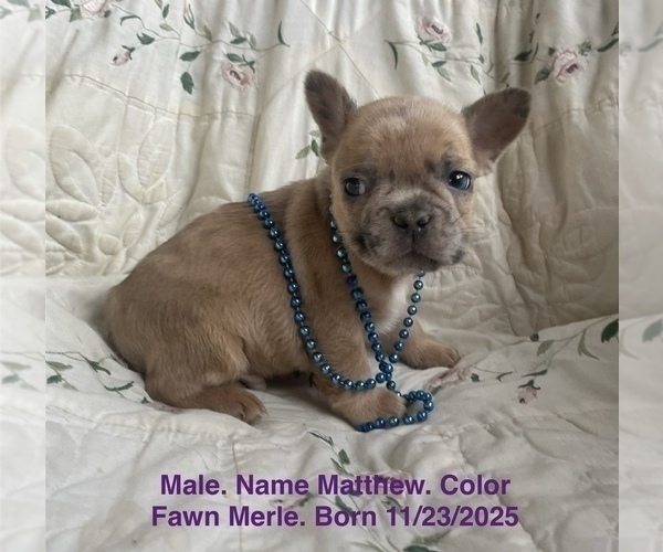 Medium Photo #19 French Bulldog Puppy For Sale in FORT PLAIN, NY, USA
