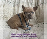 Small #18 French Bulldog