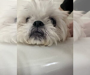Winnie - Female Shih Tzu-Unknown Mix Dog for Adoption - Photo #4