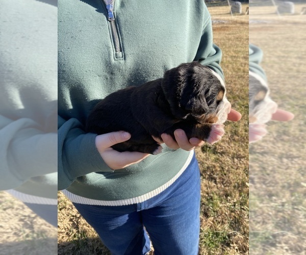 Medium Photo #1 Bernese Mountain Dog Puppy For Sale in SALISBURY, NC, USA