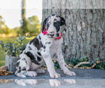 Small Photo #4 Great Dane Puppy For Sale in SALEM, IN, USA