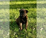 Small Photo #16 Belgian Malinois Puppy For Sale in BURNINGTOWN, NC, USA