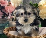 Small #2 Morkie