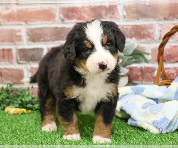 Medium Photo #1 Bernese Mountain Dog Puppy For Sale in SYRACUSE, IN, USA