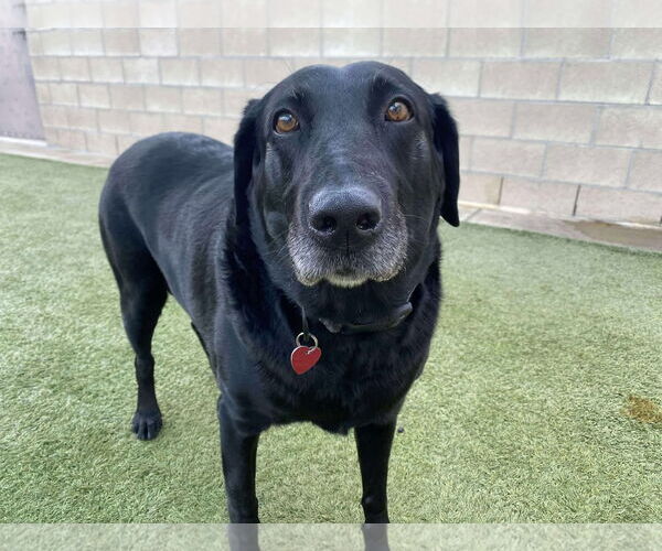 Medium Photo #3 Labrador Retriever Puppy For Sale in Clovis, CA, USA