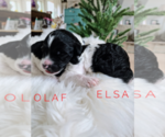 Small Photo #21 Goldendoodle Puppy For Sale in FORT MILL, SC, USA