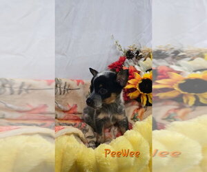 KP  PeeWee - Male Mutt Dog for Adoption - Photo #3