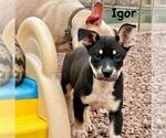 Small #2 Australian Shepherd-Catahoula Leopard Dog Mix