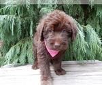 Small #2 Labradoodle