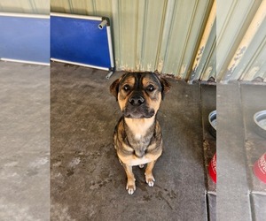 Rottweiler-Unknown Mix Dogs for adoption in El Centro, CA, USA