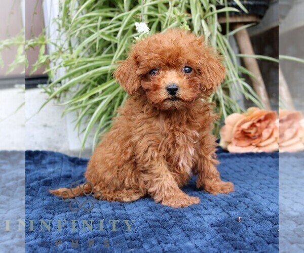 Medium Photo #1 Cavapoo (Miniature) Puppy For Sale in NARVON, PA, USA