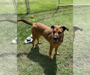 Jasmine - Female American Bulldog-German Shepherd Dog Mix Dog for Adoption - Photo #3