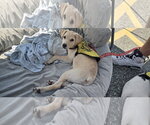 Small #4 Labrador Retriever-Pug Mix