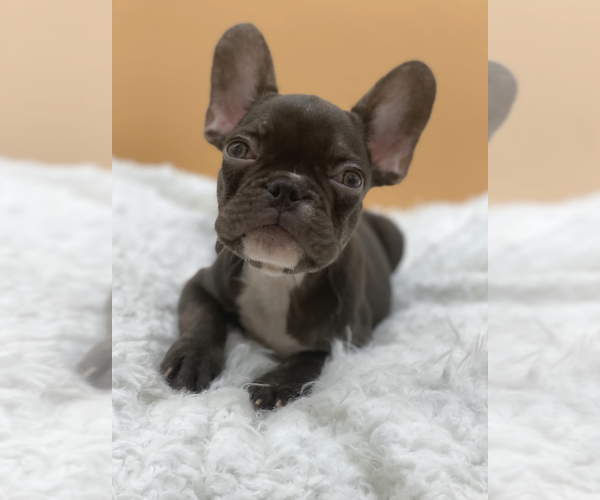 Medium Photo #2 French Bulldog Puppy For Sale in PALM BEACH, FL, USA