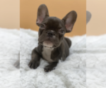 Small Photo #2 French Bulldog Puppy For Sale in PALM BEACH, FL, USA