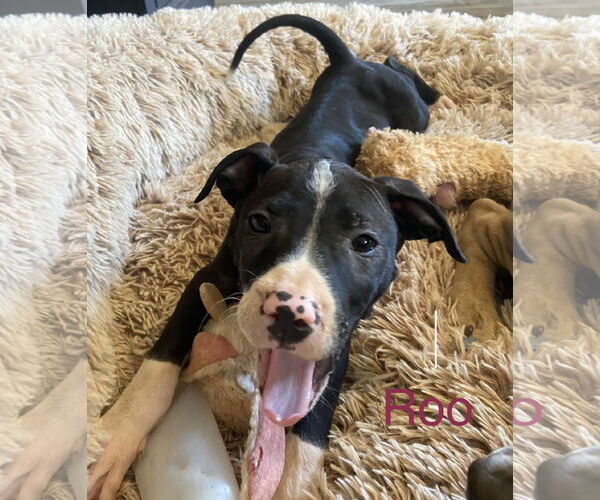 Medium Photo #3 American Staffordshire Terrier-Unknown Mix Puppy For Sale in Holly Springs, NC, USA