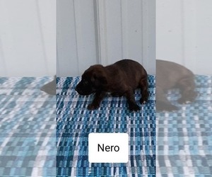 Mountain Cur Puppy for sale in CLARKRANGE, TN, USA