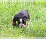 Small Photo #10 Bulldog Puppy For Sale in WINNSBORO, TX, USA