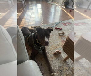 Mutt Dogs for adoption in Greensboro, NC, USA