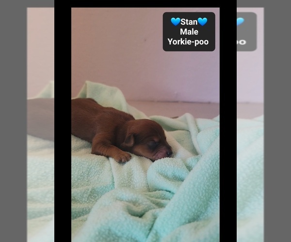 Medium Photo #3 Yorkipoo Puppy For Sale in TUCSON, AZ, USA