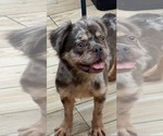 Small #1 French Bulldog