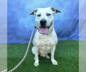 American Bulldog-Unknown Mix Dogs for adoption in Long Beach, CA, USA
