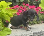Small #4 Dachshund