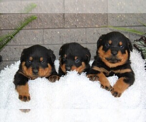 Rottweiler Puppy for Sale in STANLEY, Wisconsin USA