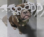 Small Photo #6 Staffordshire Bull Terrier-Unknown Mix Puppy For Sale in Lockport, NY, USA