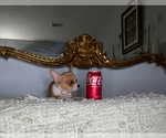 Small #8 Chihuahua