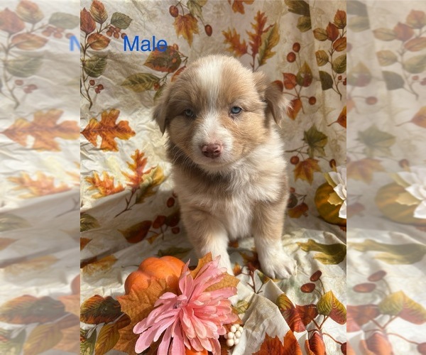 Medium Photo #1 Australian Shepherd Puppy For Sale in COTOPAXI, CO, USA