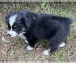 Puppy Michone Grimes Miniature Australian Shepherd