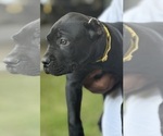 Small Photo #20 Cane Corso Puppy For Sale in ANDERSON, IN, USA