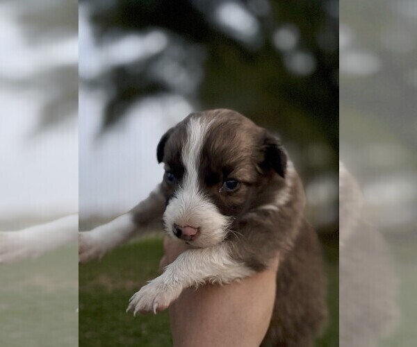 Medium Photo #3 Border Collie Puppy For Sale in MESA, WA, USA