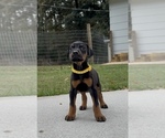 Image preview for Ad Listing. Nickname: Litter of 10