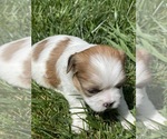 Puppy 2 Poodle (Miniature)-ShihPoo Mix