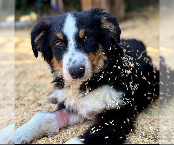 Medium Photo #4 Australian Shepherd Puppy For Sale in San Juan Capistrano, CA, USA