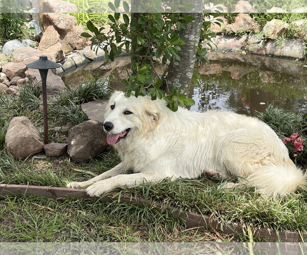 Medium Photo #6 Great Pyrenees Puppy For Sale in Spring, TX, USA