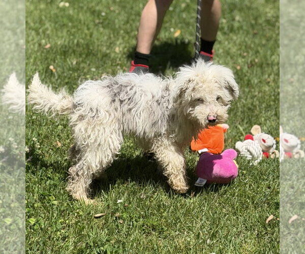 Medium Photo #3 Mutt Puppy For Sale in Yardley, PA, USA