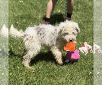 Small #2 Mutt