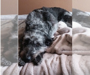 Mother of the Labradoodle puppies born on 09/02/2025