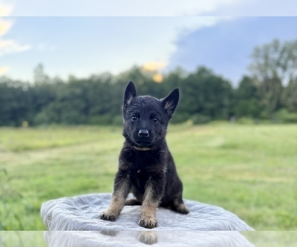 Medium Photo #35 German Shepherd Dog Puppy For Sale in SUMPTER TWP, MI, USA