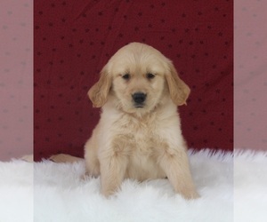 Golden Retriever Puppy for sale in FREDERICKSBURG, OH, USA